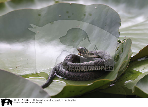 Grass snake on water lily / FF-11682