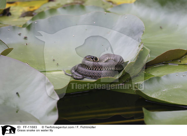 Grass snake on water lily / FF-11683