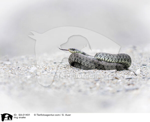 Ringelnatter / ring snake / SA-01491