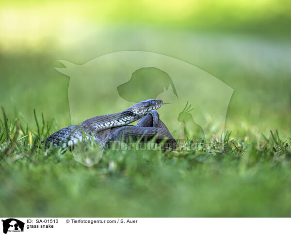 grass snake / SA-01513