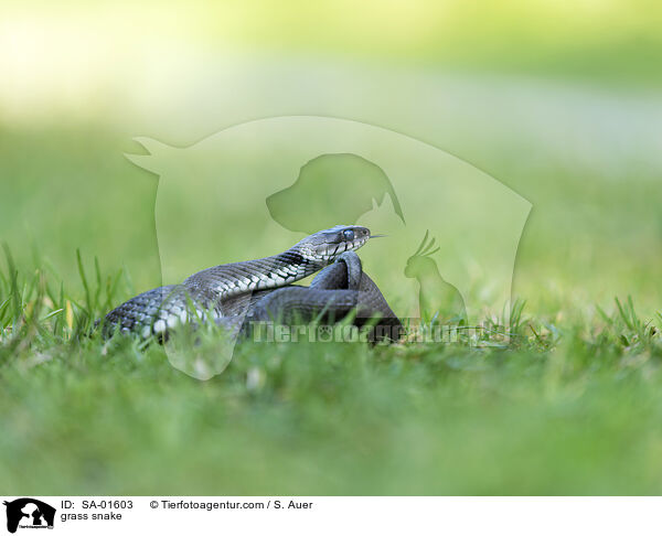 Ringelnatter / grass snake / SA-01603