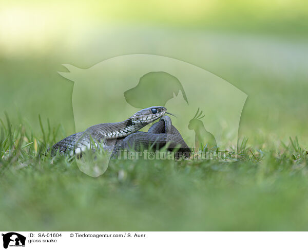 Ringelnatter / grass snake / SA-01604