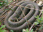 grass snake