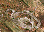 skin of a grass snake