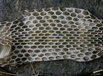 skin of a grass snake