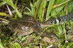 grass snake eats toad