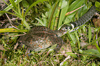 grass snake eats toad