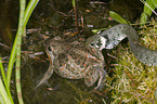 grass snake eats toad