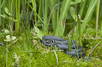 grass snake