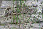 grass snakes