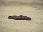 Grass Snake