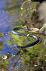 Grass Snake