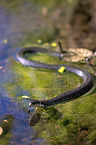 Grass Snake