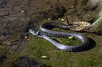 Grass Snake