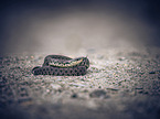 ring snake