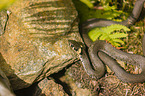 European grass snake