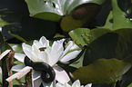 Grass snake on water lily