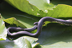 Grass snake on water lily