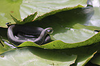 Grass snake on water lily