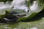 Grass snake on water lily