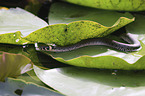 Grass snake on water lily