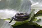 Grass snake on water lily
