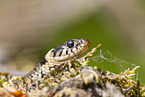 Grass snake