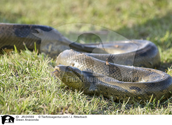 Green Anaconda / JR-04569