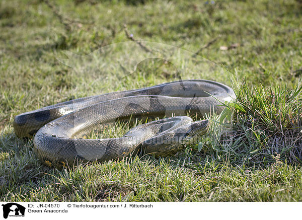 Groe Anakonda / Green Anaconda / JR-04570