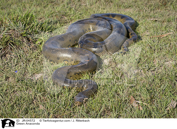 Green Anaconda / JR-04572