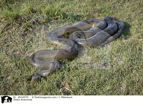 Green Anaconda / JR-04575