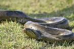 Green Anaconda