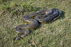 Green Anaconda