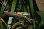 carolina anole