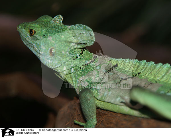 Stirnlappenbasilisk / Jesus Christ lizard / CD-01267