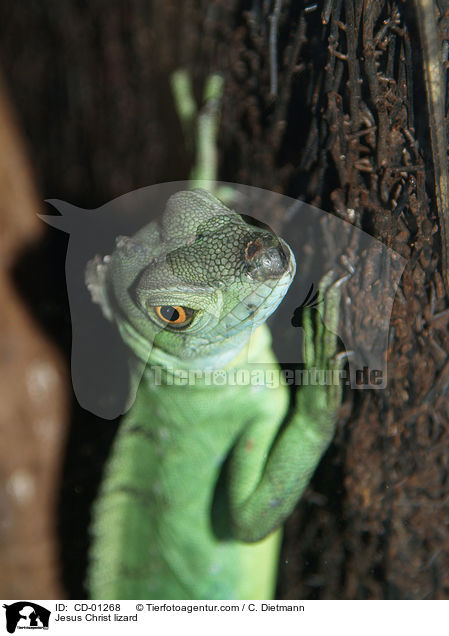 Stirnlappenbasilisk / Jesus Christ lizard / CD-01268