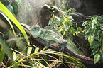 Green Basilisk