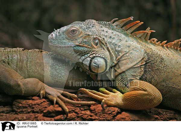 grner Leguan im Portrait / Iguana Portrait / RR-01885