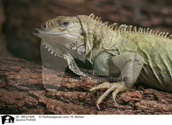 Iguana Portrait / RR-01886