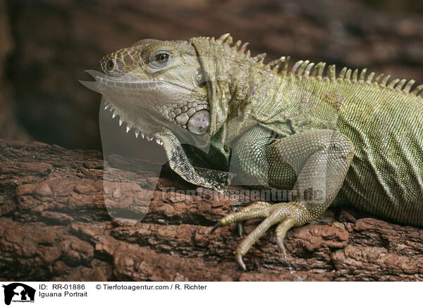 grner Leguan im Portrait / Iguana Portrait / RR-01886