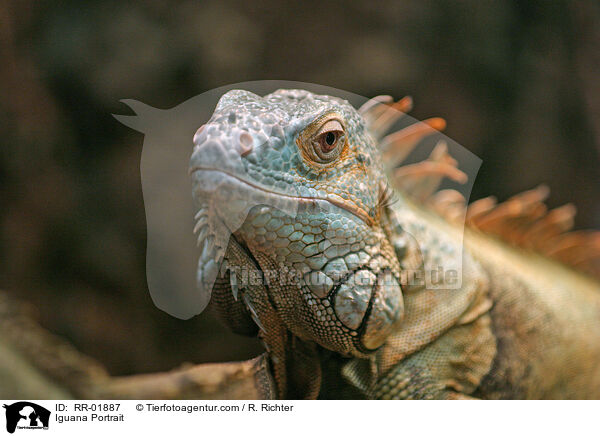 Iguana Portrait / RR-01887