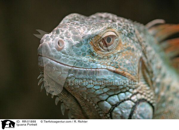 grner Leguan im Portrait / Iguana Portrait / RR-01888