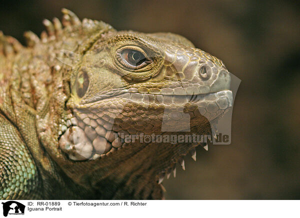 grner Leguan im Portrait / Iguana Portrait / RR-01889