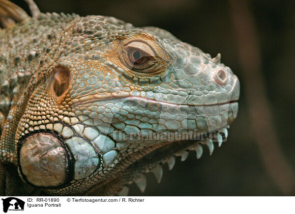 grner Leguan im Portrait / Iguana Portrait / RR-01890