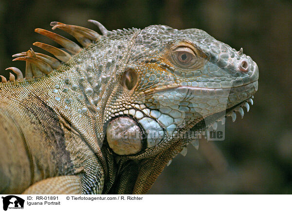 grner Leguan im Portrait / Iguana Portrait / RR-01891