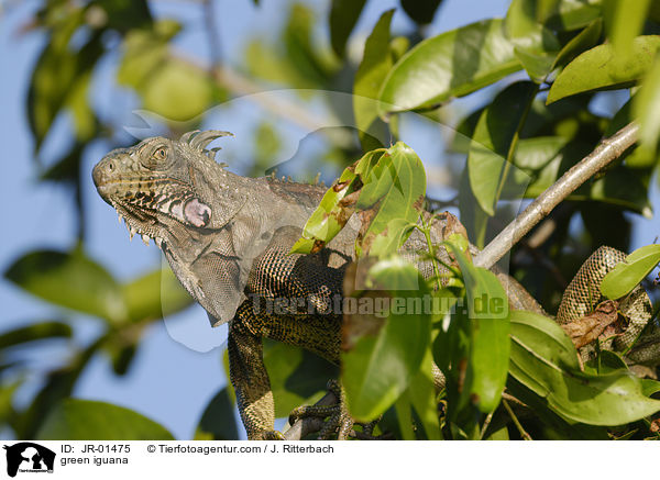 Grner Leguan / green iguana / JR-01475