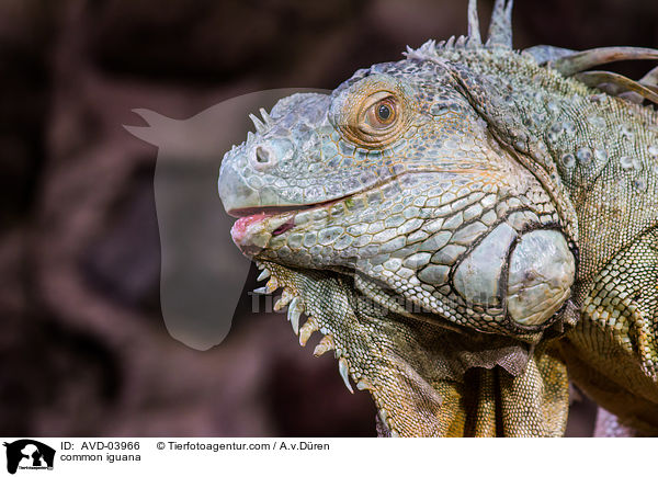 Grner Leguan / common iguana / AVD-03966
