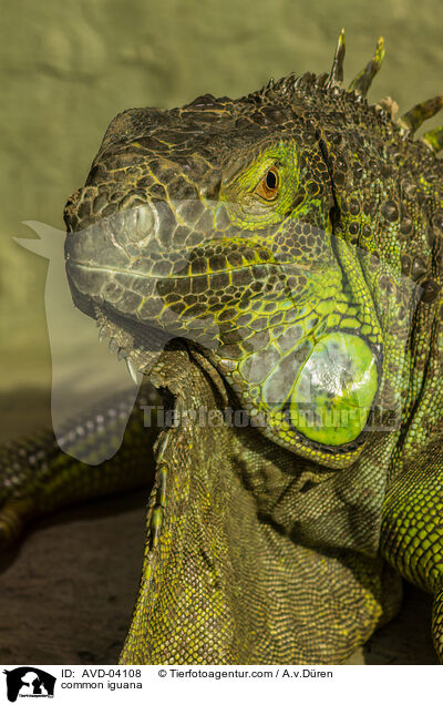Grner Leguan / common iguana / AVD-04108