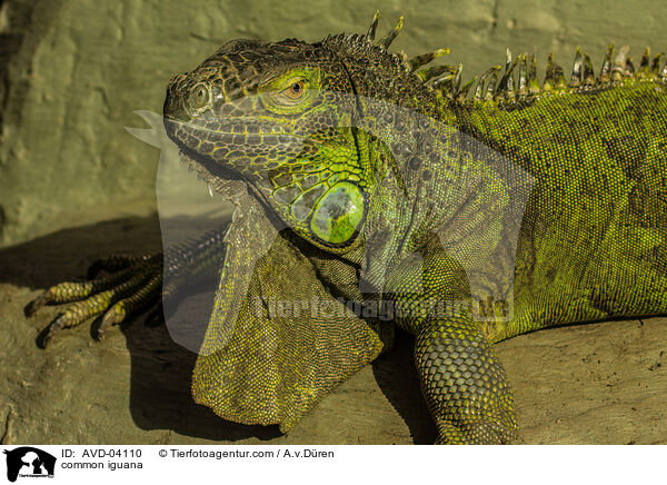 Grner Leguan / common iguana / AVD-04110