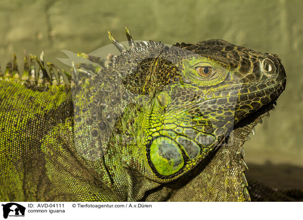 Grner Leguan / common iguana / AVD-04111